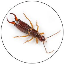 Earwig