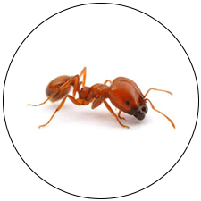 Fire Ant