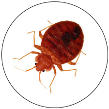 Bed Bug