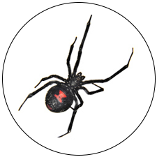 Black Widow