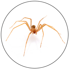 Brown Recluse