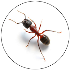 Carpenter Ant