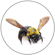 Carpenter Bee