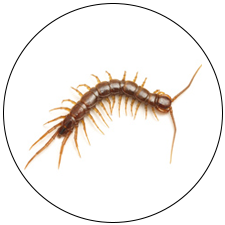 Centipede