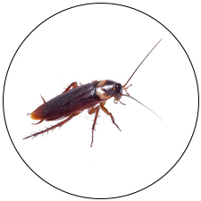 Cockroach