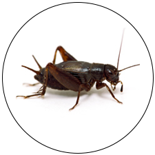 Cricket