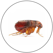 Flea