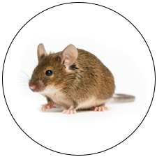 Mice