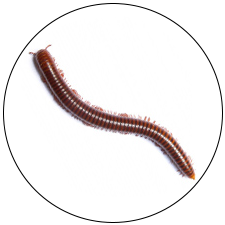 Millipedes