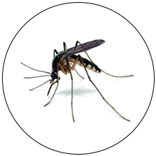 Mosquito