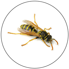 Paper Wasp