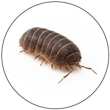 Pill Bug