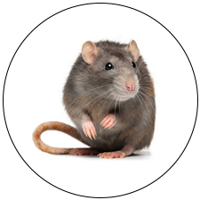 Rat