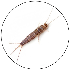 Silverfish