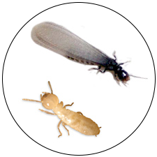 Termites