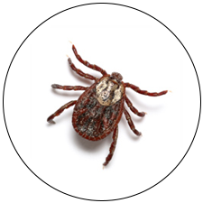 Tick